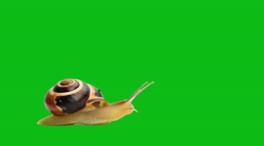 蜗牛缓慢爬行绿布抠图后期特效视频素材