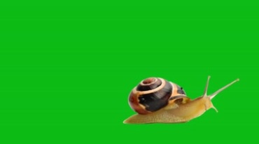 蜗牛缓慢爬行绿布抠图后期特效视频素材