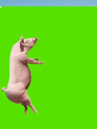 肥猪白猪绿布特效视频素材
