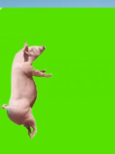 肥猪白猪绿布特效视频素材