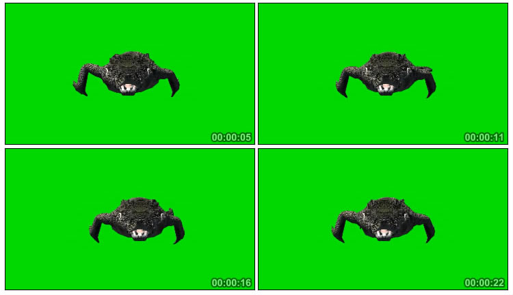 鳄鱼迎面爬行绿布抠像后期特效视频素材