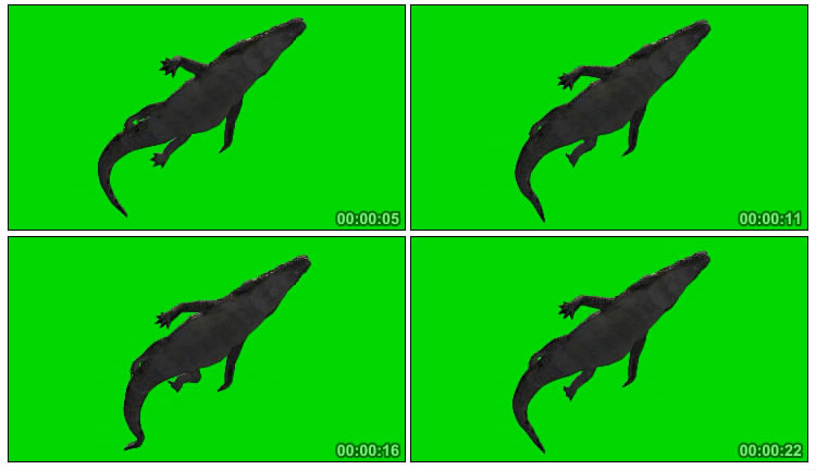 鳄鱼游动仰拍鱼肚绿屏抠像后期特效视频素材