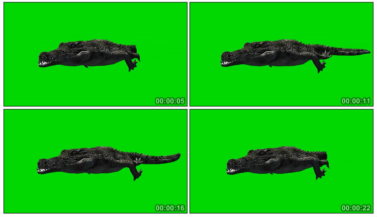 鳄鱼爬行头部特写绿屏抠像后期特效视频素材