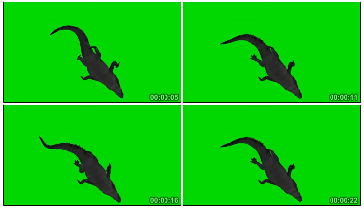 鳄鱼游水摆尾仰拍肚皮绿屏后期特效视频素材