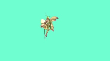 花仙子精灵飞行透明抠像后期特效视频素材