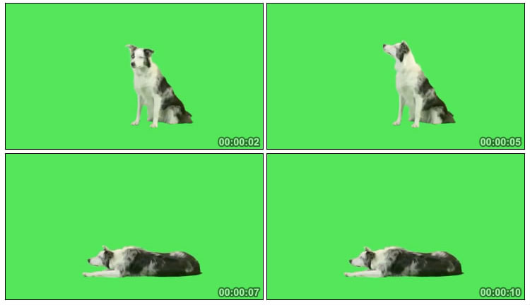 狗狗坐立卧倒动物抠像后期特效视频素材