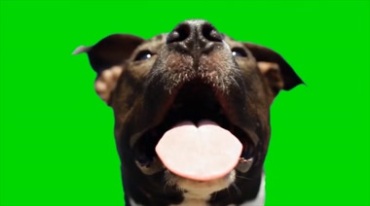 狗狗伸舌头脸部特写绿屏抠像后期特效视频素材