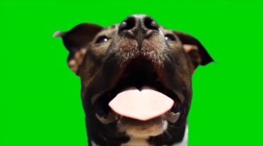 狗狗伸舌头脸部特写绿屏抠像后期特效视频素材