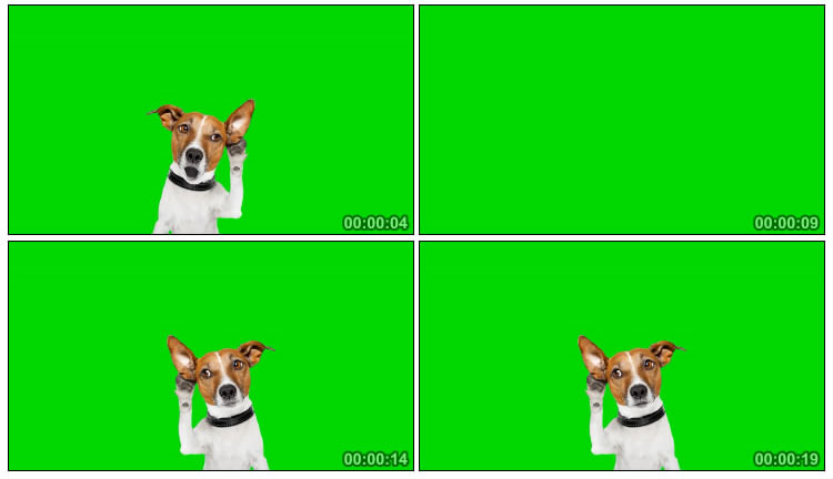 狗狗捂耳朵偷听动物绿屏抠像后期特效视频素材
