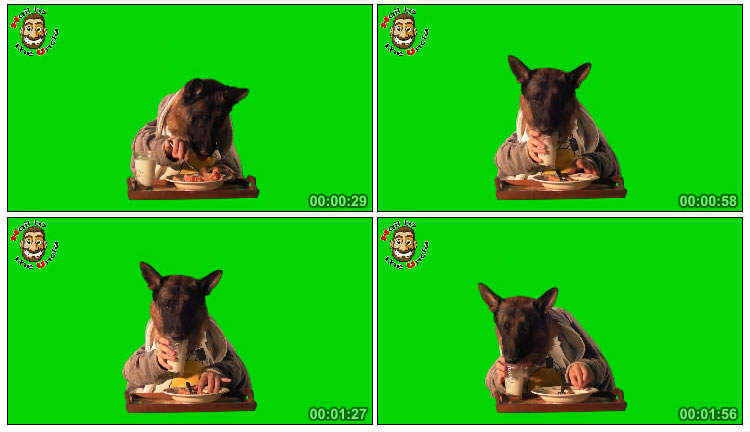 大狼狗拟人吃东西双簧搞笑绿屏抠像特效视频素材