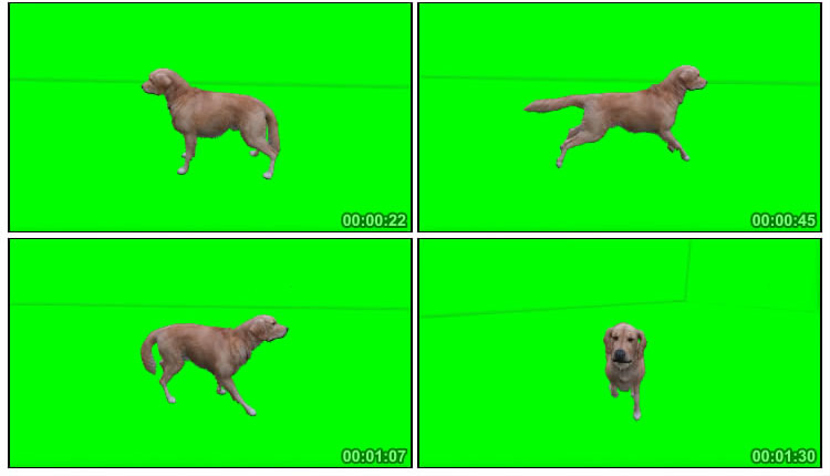 拉布拉多奔跑狗狗后期抠像特效视频素材
