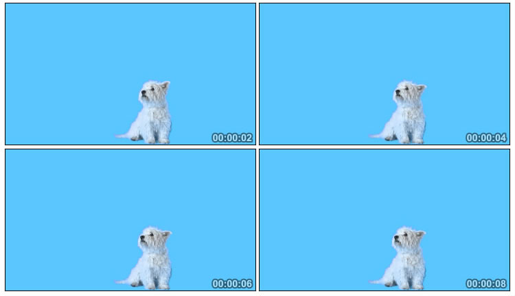可爱小白狗透明抠像后期特效视频素材