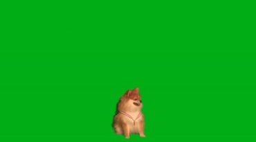 博美犬可爱狗狗绿布抠像后期特效视频素材