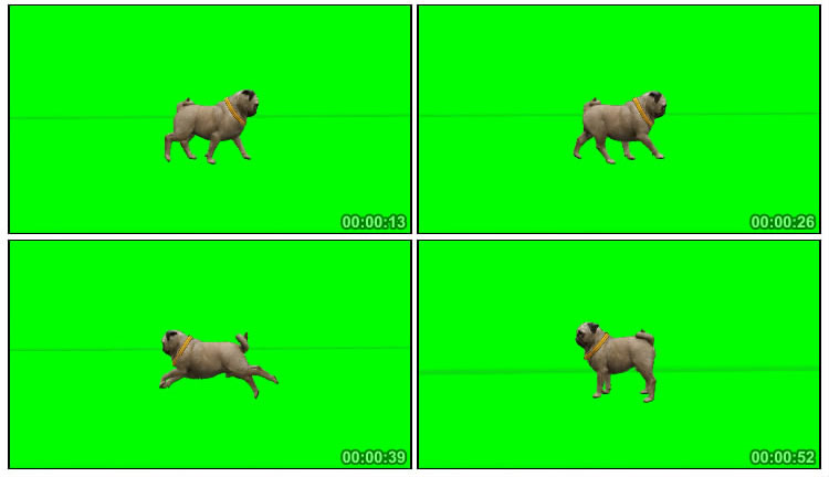 哈巴狗小狗走路绿屏抠像后期特效视频素材