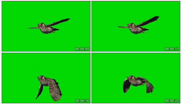 哈利波特猫头鹰展翅飞翔绿幕抠像后期特效视频素材