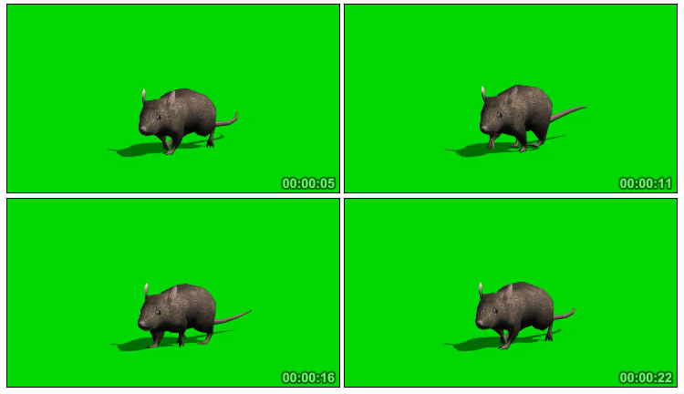 大老鼠跑动逃跑绿屏后期抠像视频素材
