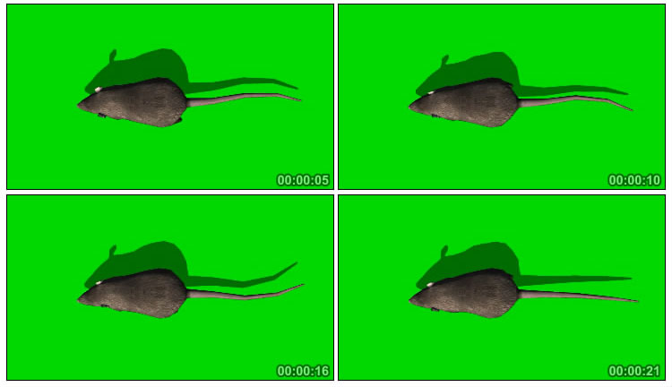老鼠奔跑俯拍绿布抠像特效视频素材