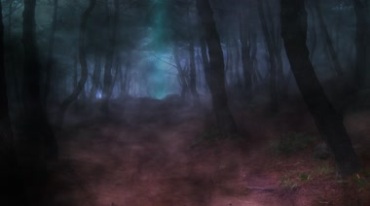 雾气萦绕的恐怖树林黑暗森林视频素材