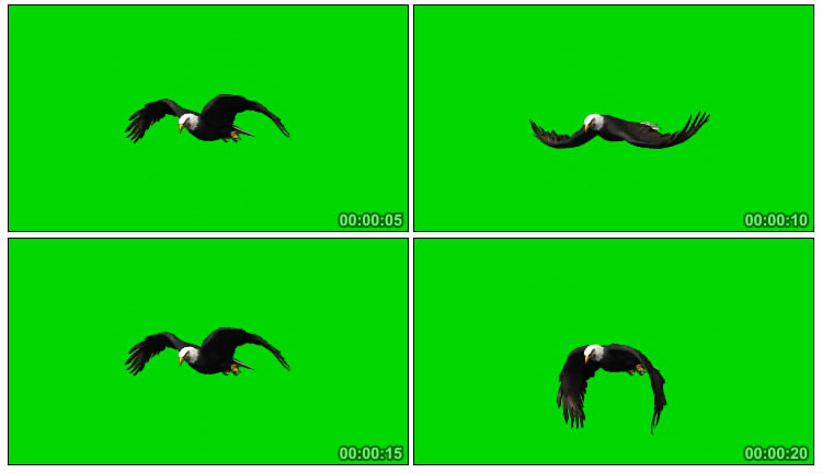 白头老鹰展翅飞翔姿态绿幕后期抠像视频素材