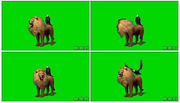 狮子雄狮猛狮老鹰绿屏抠像特效视频素材