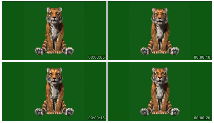 老虎坐着生气绿布抠像特效视频素材
