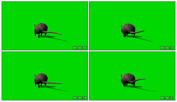 老鼠跑动背影肥嘟嘟的屁股绿布后期抠像视频素材
