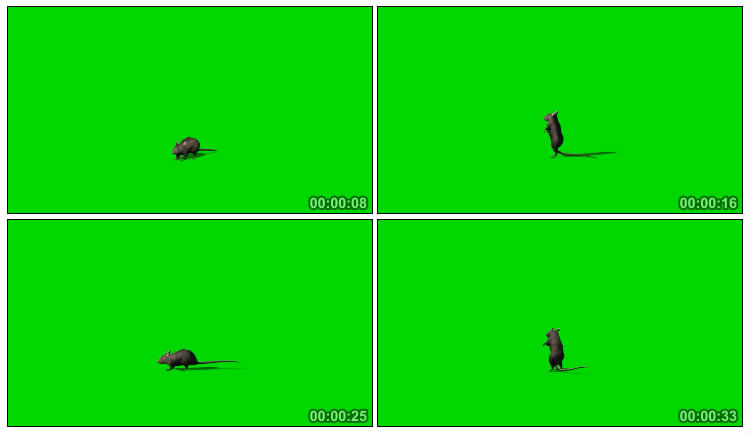 老鼠站立起来绿屏抠像特效视频素材