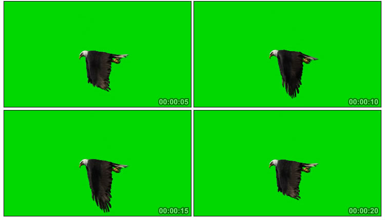 老鹰飞翔侧面角度绿屏抠像视频素材