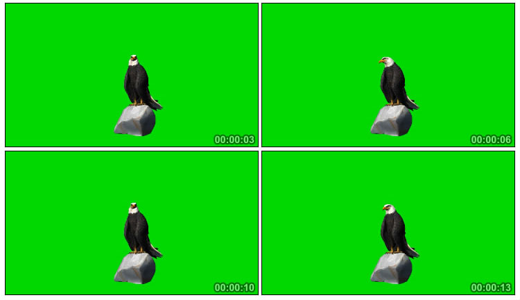 老鹰在岩石上起飞展翅高飞绿布抠像后期视频素材