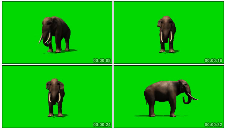 非洲象大象公象绿幕抠像视频素材
