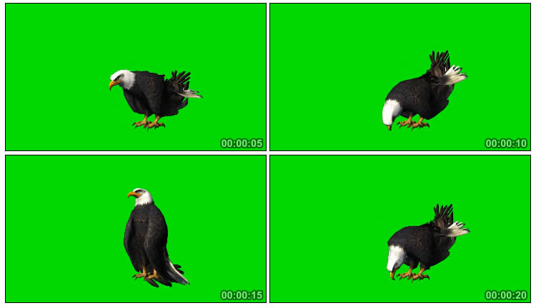 老鹰在地上啄食进食绿布抠像视频素材