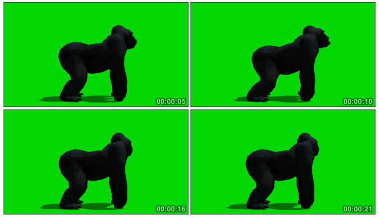 黑猩猩侧面角度绿屏后期抠像视频素材