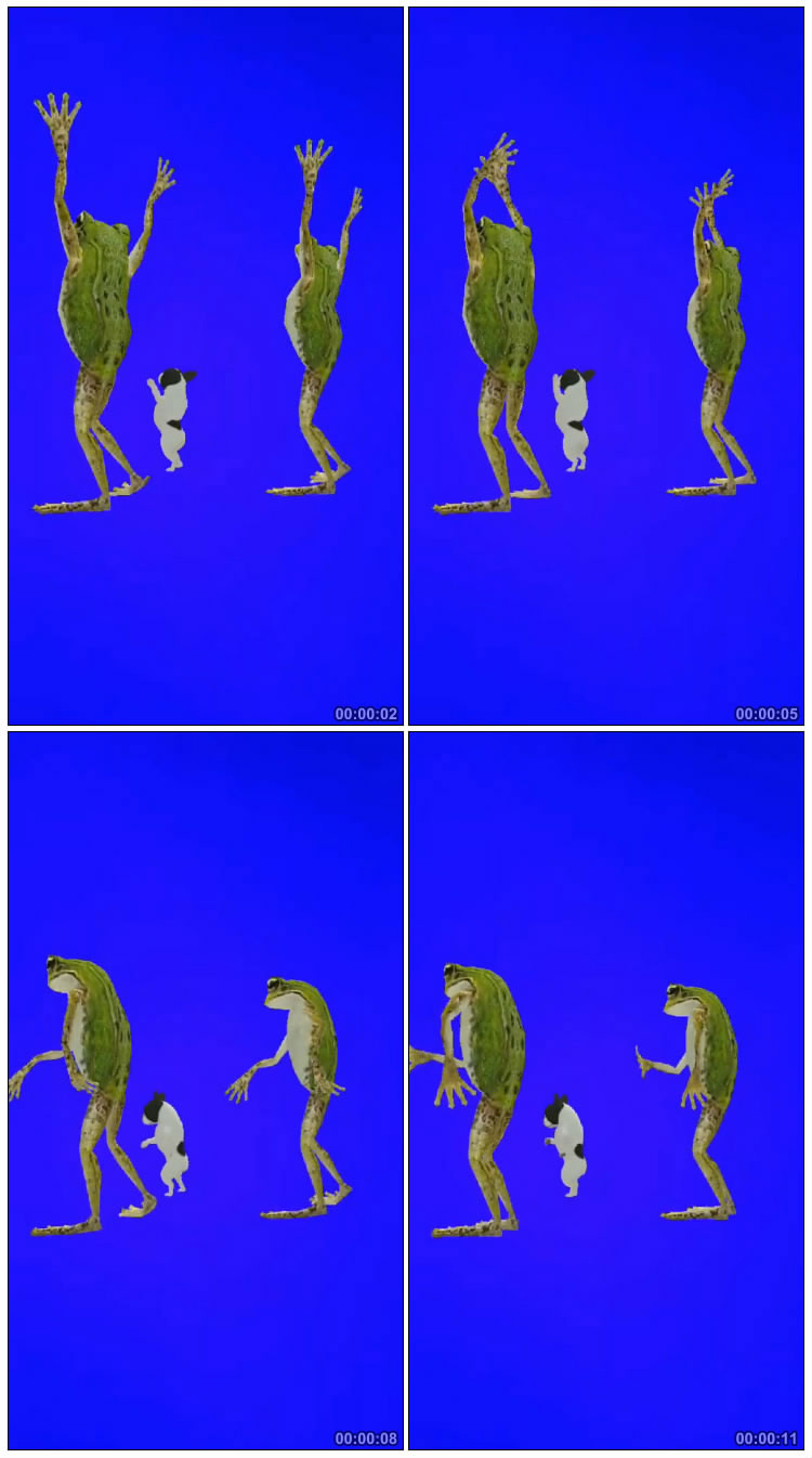 青蛙跳舞动感舞蹈蓝屏后期抠像视频素材