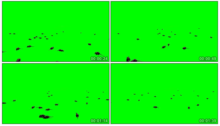 满地老鼠耗子绿屏后期抠像视频素材