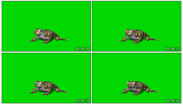 真实青蛙抠图视频素材