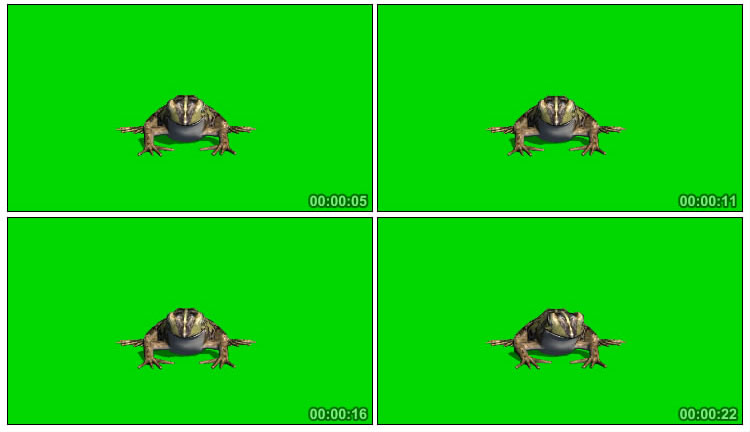 青蛙趴在地上正面角度绿幕后期抠像视频素材