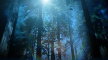 树林阳光照射视频素材