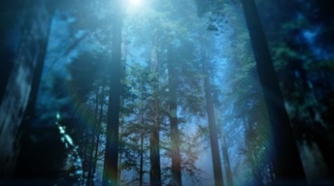 树林阳光照射视频素材