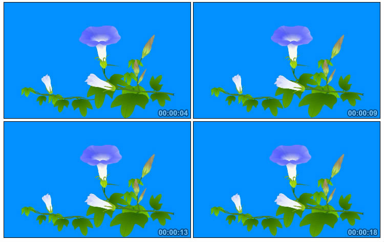 牵牛花喇叭花透明抠图视频素材