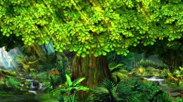 绿树森林大树阳光视频素材