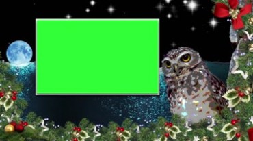 猫头鹰相框方框绿屏后期抠像视频素材