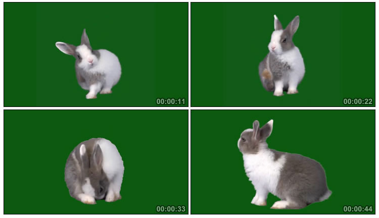 可爱宠物兔子绿布后期抠像视频素材