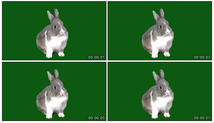 小灰兔动物绿屏后期抠像视频素材