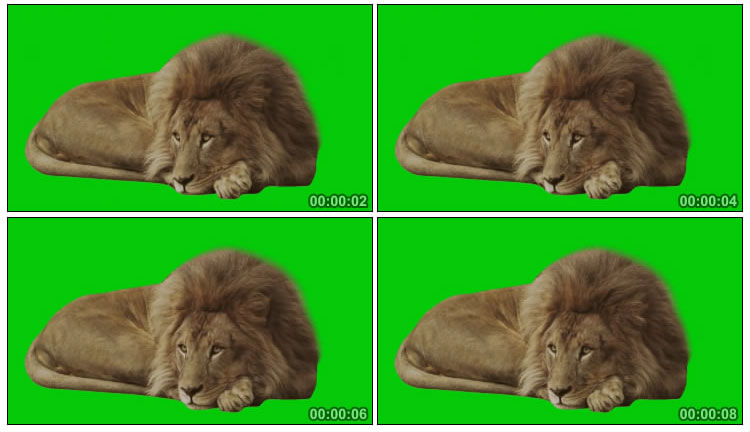 雄狮趴着睡觉休息绿幕抠像视频素材
