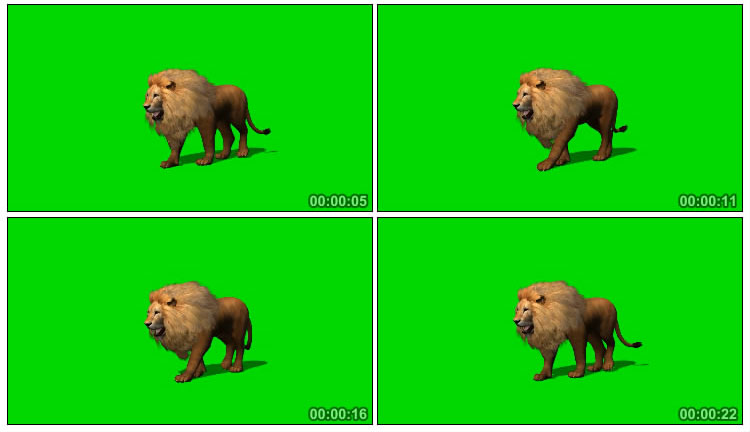 雄狮走路姿态动物绿屏抠像视频素材