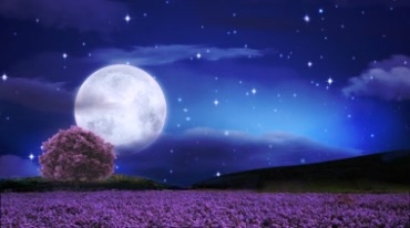 薰衣草星空大月亮美丽夜色视频素材
