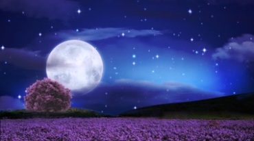 薰衣草星空大月亮美丽夜色视频素材