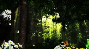 林间木屋阳光照射蝴蝶飞舞视频素材