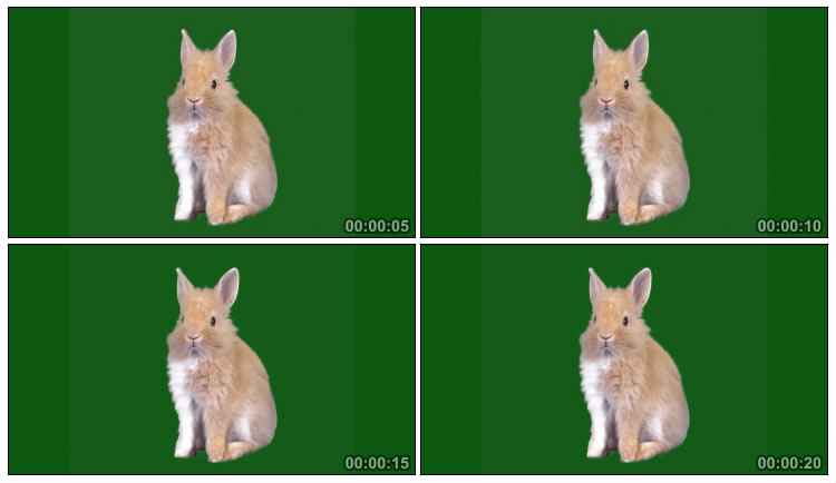 长毛兔子静坐绿幕后期抠像视频素材