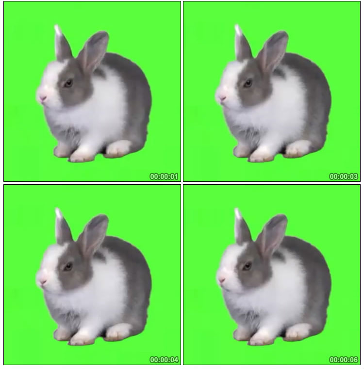 可爱兔子家兔宠物兔绿幕后期抠像视频素材